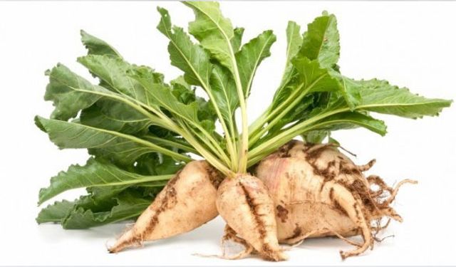 Şeker Pancarında ürküten tablo