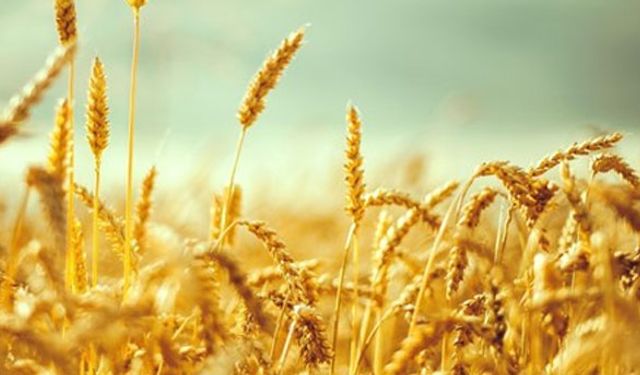 Tahılda mantar, bit ve güve uyarısı geldi