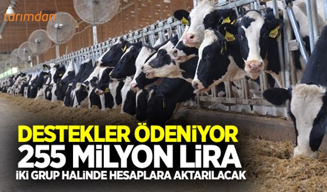Bakan Pakdemirli açıkladı: Süt destekleri ödeniyor!