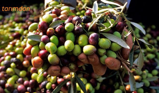 Organik zeytin yetiştiriciliği nasıl yapılır?