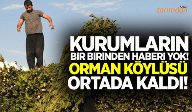 Orman Genel Müdürlüğü’nün resmi yazıdan haberi yok mu?