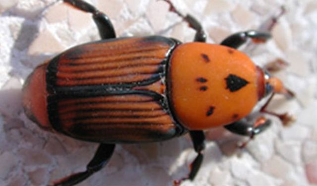 Palmiye kırmızı böceği hakkında bilgilendirici toplantıya davet