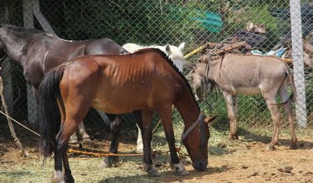 At ve eşeklere kimlik geliyor