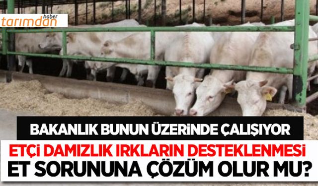 Etçi damızlık ırkların desteklenmesi et sorununa çözüm olur mu?