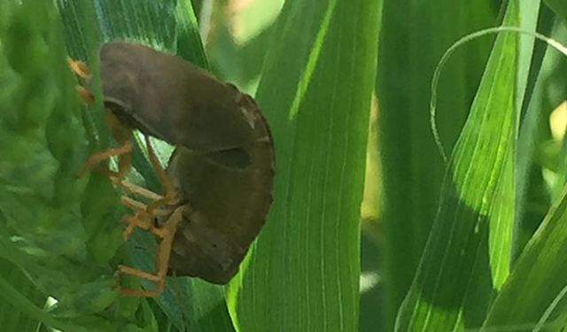 Tunceli’de süne mücadelesi