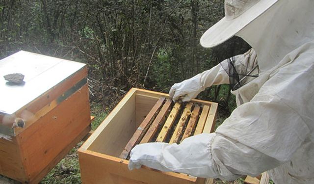 Giresun’da gezginci arıcılık tedbirleri belli oldu