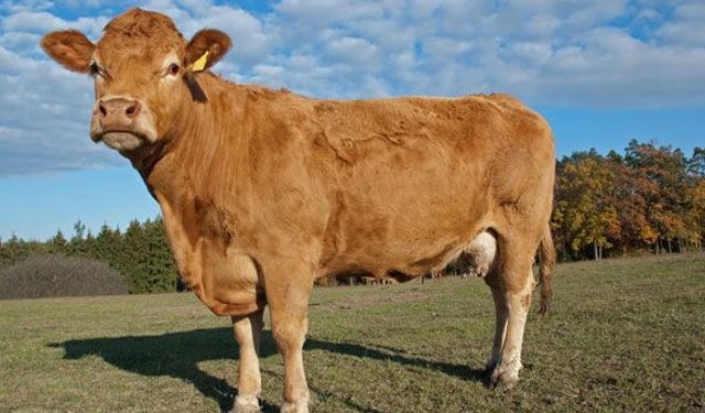 Ülkenin gündemi bu inek oldu!