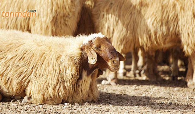 Koyunculukta damızlık seçimi nasıl olmalı?