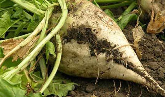 Kayseri’de çiftçiye 11.5 milyon lira Kurban Bayramı avansı!