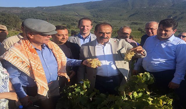 Selçuk’ta üzüm festivali coşkusu