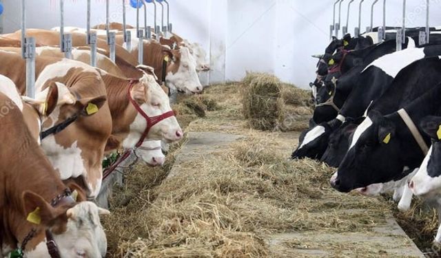 5 inekle başladı şimdi 100 ineği var