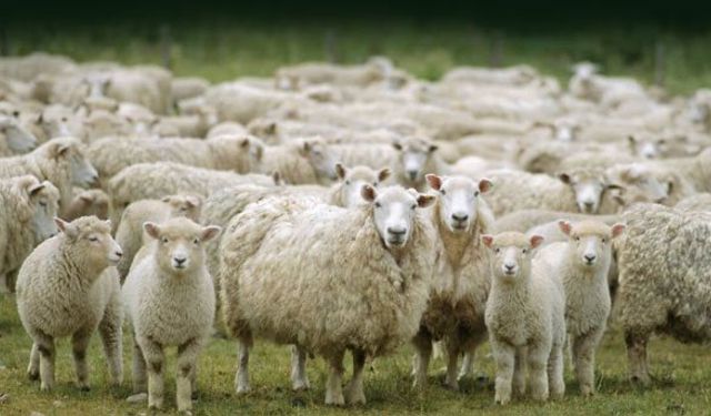 "300 koyun projesi gerçekçi değil"