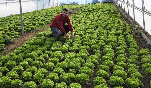 Genç çiftçi serasından ilk hasadı yaptı