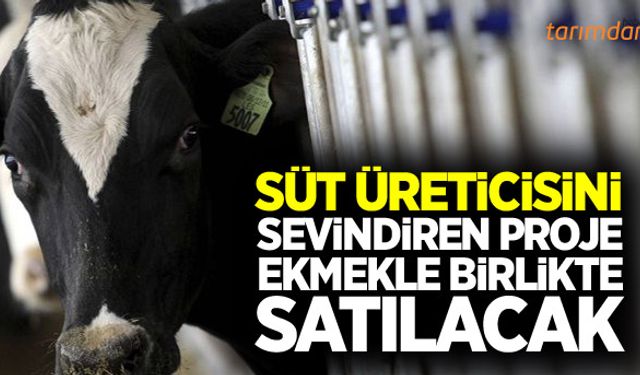 Halk ekmekten sonra Halk Süt projesi hayata geçiyor!