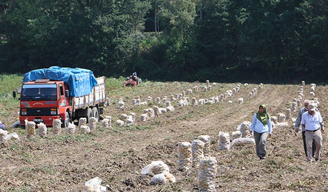 Bolu çiftçisinin gönlünde yatan aslan her zaman patates olmuştur!