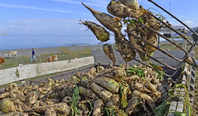 2018 pancar taban fiyatı açıklandı çiftçinin kafası karıştı!