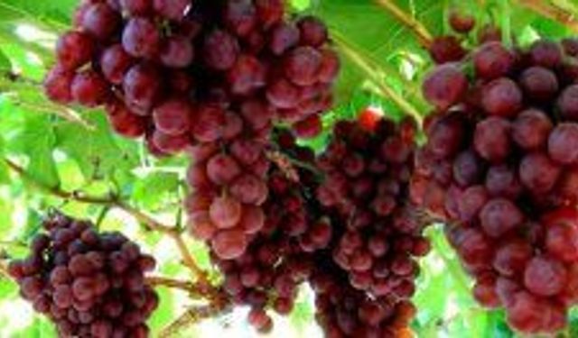 Üzüm yetiştiricilerine uyarı