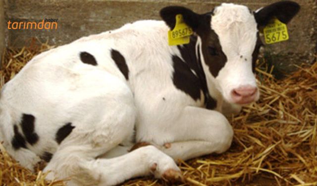 Buzağı desteğinde askı listesine dikkat!