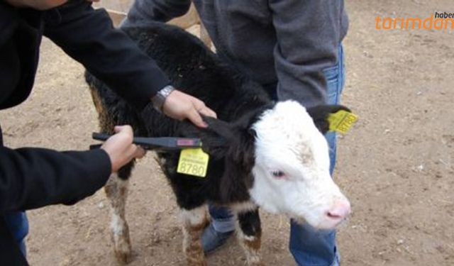 Hayvanımı nasıl küpelettirebilirim?