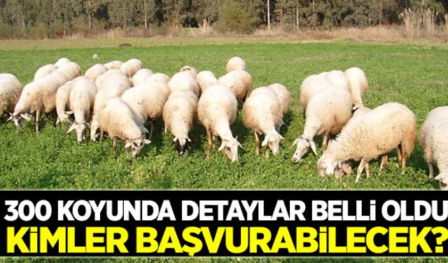 300 koyun projesinin detayları belli oldu
