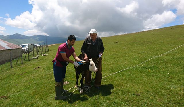 Giresun’da 6 ayda 31 bin hayvan küpelendi!
