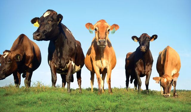 Süper inek için milyonlarca dolar harcayacak