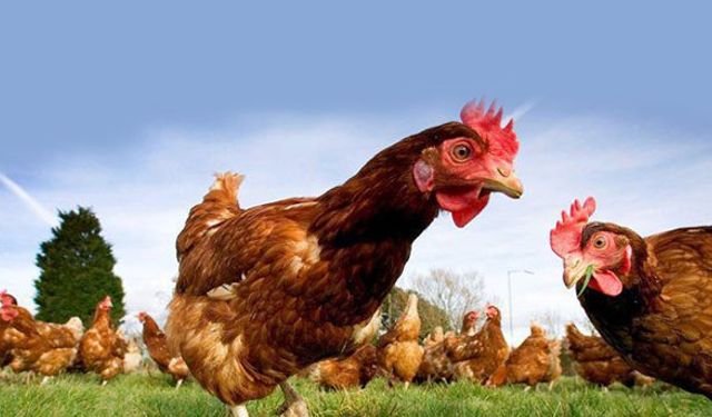 Tavuklarda yeni kriter