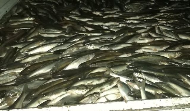 Van’da inci kefali katliamı!