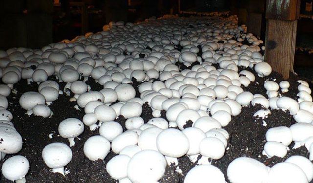 Kahvehaneyi "Mantarhane" yaptılar