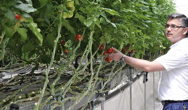 Topraksız tarım Eskişehir’de yaygınlaşıyor!