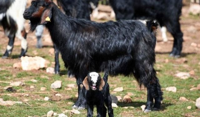 Kıl keçisi Yörüklerin yüzünü güldürdü
