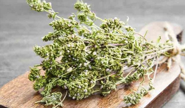 Kekik ve adaçayı ihraç edecekler