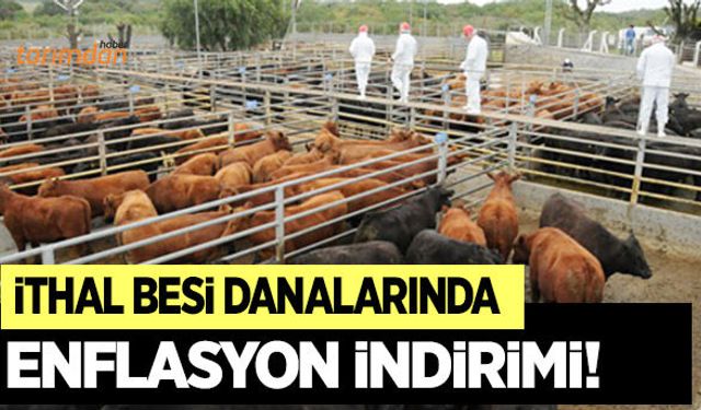İthal besi danalarında enflasyon indirimi!