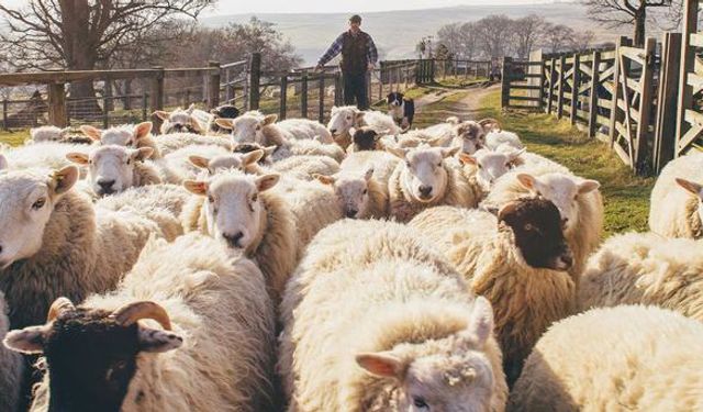 Yerli ve milli hayvancılık uygulanan politikayla bağdaşmıyor!