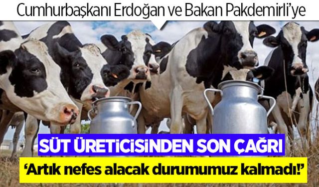 Süt üreticisinin çığlığı! Nefes alacak durumumuz kalmadı!