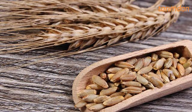 Çavdarın faydaları saymakla bitmiyor