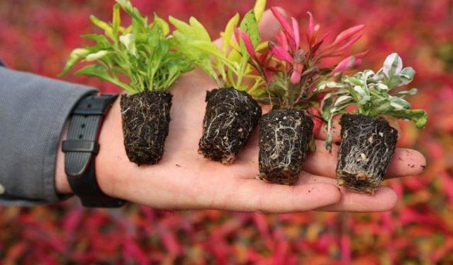 Hedef 1 Milyar Dolar