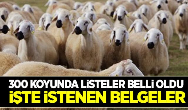300 koyun projesinde listeler Tarım İl Müdürlüklerine gönderildi!