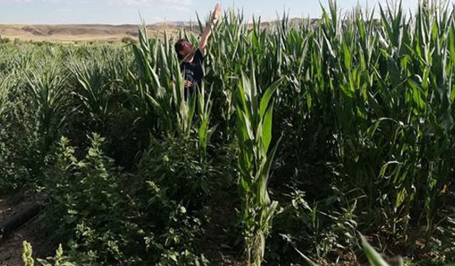 Silajlık mısıra büyük destek!