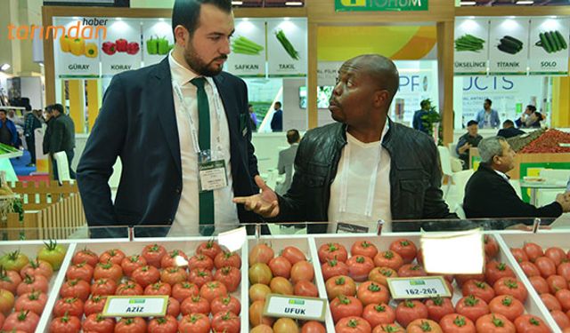 Domates güvesine karşı önemli uyarı!