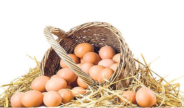 Yumurta üretimi azaldı