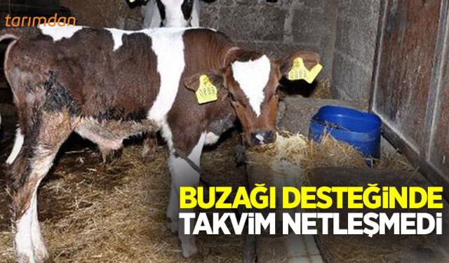 Buzağı desteğinde ödeme takvimi belli olmadı!