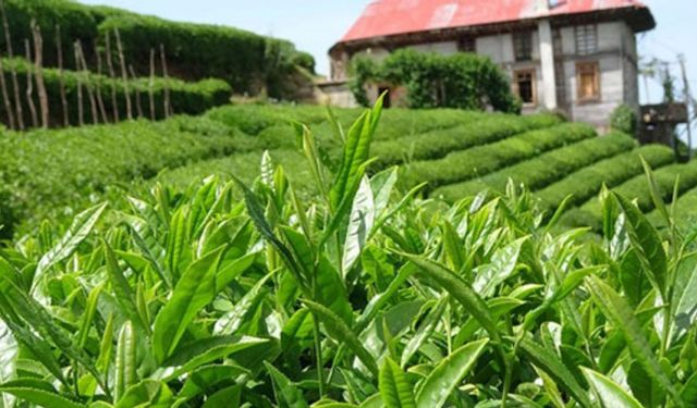 Çayda organik üretimi kim engelliyor?