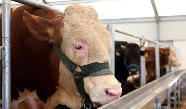 Hayvan ithalatı endişelendiriyor