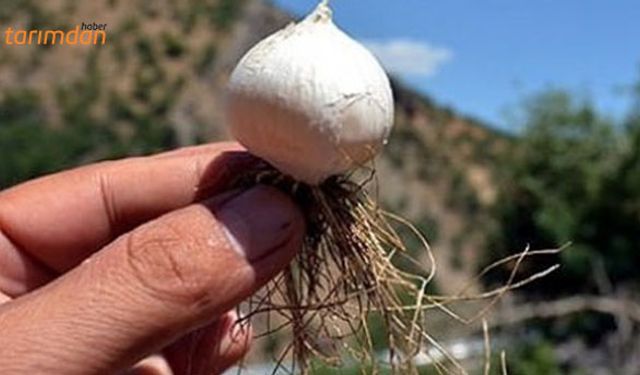 Tunceli sarımsağı ve Çemişgezek Ulukale dutu markalaştı!