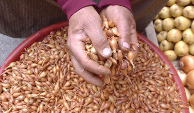 Arpacık soğanı bu yıl dip yaptı