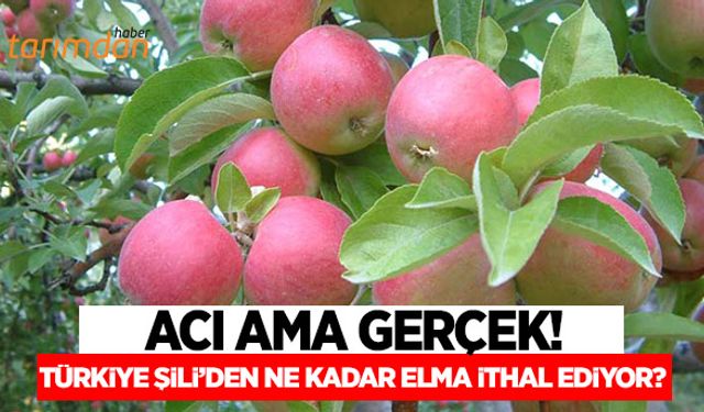 Türkiye Şili’den ne kadar elma ithal ediyor?