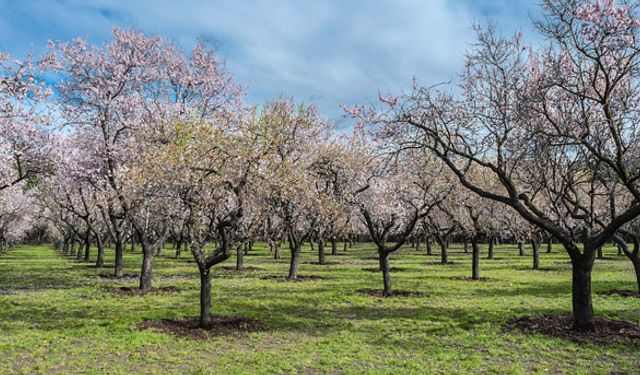 Bademler çiçek açtı, üreticiyi korku sardı