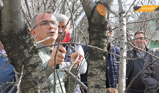 İl müdürü ağaç budamayı uygulamalı gösterdi