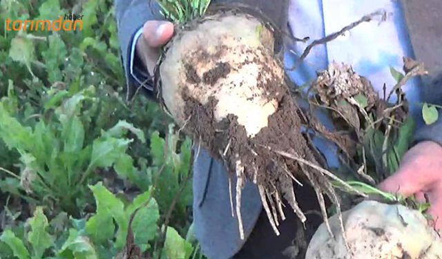 Pancar tohumu neden tek firmadan alındı?